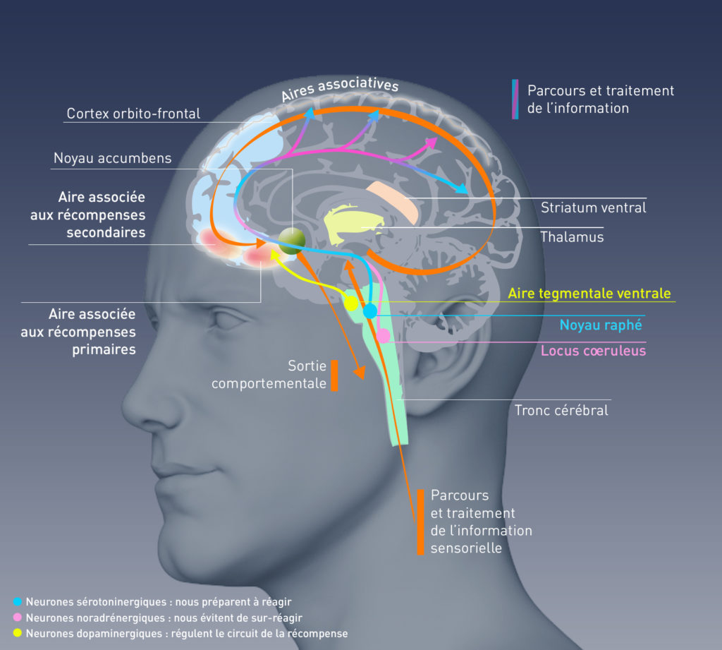 Le circuit de la récompense occupe un rôle central dans la mise en place et le maintien d’une addiction. Trois systèmes de neurones (dopaminergiques, sérotoninergiques et noradrénergiques) interviennent pour réguler le circuit : le dysfonctionnement de l’un d’entre eux peut générer l'addiction.